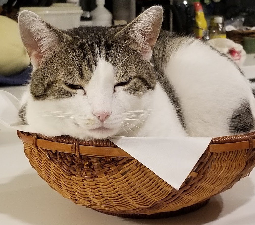 a sleepy tabby and white cat in a bread basket